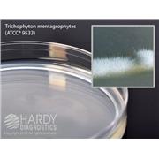 Potato Dextrose Agar, USP