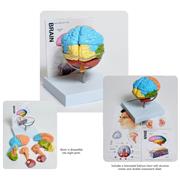 Human Brain Model, 8-Part