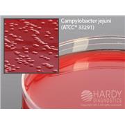 Campy CVA Agar with 5% Sheep Blood