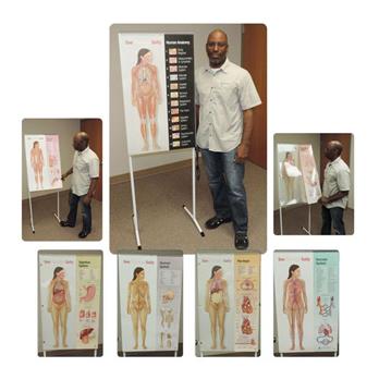 See-Through Sally™ Human Anatomy Display