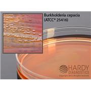 BCSA (Burkholderia cepacia Selective Agar)