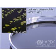 BCYE Selective Agar with CCVC Antibiotics