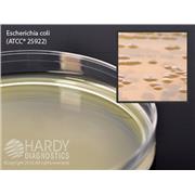 BHI (Brain Heart Infusion) Agar
