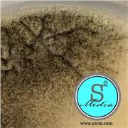 Sabouraud Dextrose Agar (SabDex)