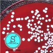 BHI Agar with 5% Sheep Blood