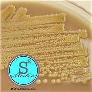 Chocolate Agar