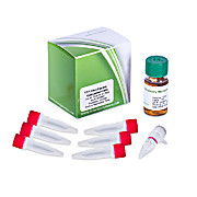 LBA4404 ElectroCompetent Agrobacterium