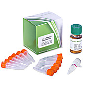 AGL1 Electrocompetent Agrobacterium