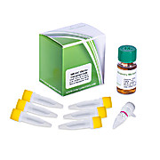 DH10B Electrocompetent Cells (ig™10B)
