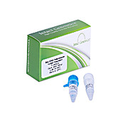 Sau DNA Polymerase Large Fragment