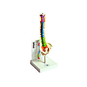 Human Mini Spine Model