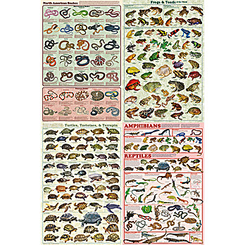 Reptiles and Amphibians Poster