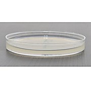 HardyCHROM™ Candida