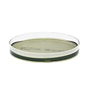 HE (Hektoen Enteric) Agar