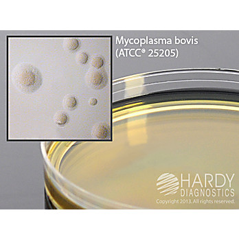 Mycoplasma Agar