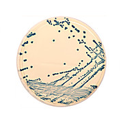 HardyCHROM™ ESBL Agar