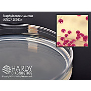 HardyCHROM™ Staphylococcus aureus