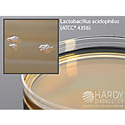Lactobacilli MRS Agar