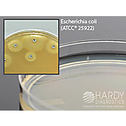 Mueller Hinton Agar