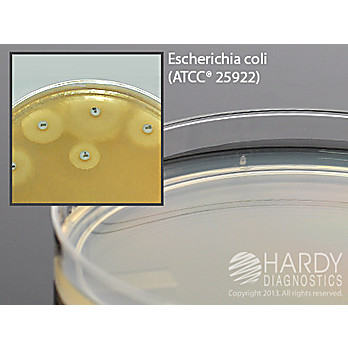 Mueller Hinton Agar