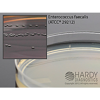 BEA (Bile Esculin Agar) with Azide