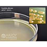 Malt Extract Agar