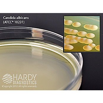 Malt Extract Agar