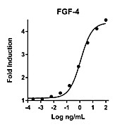 Humankine™ Recombinant Human FGF-4