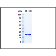Humankine™ Recombinant Human Pleiotrophin-PTN