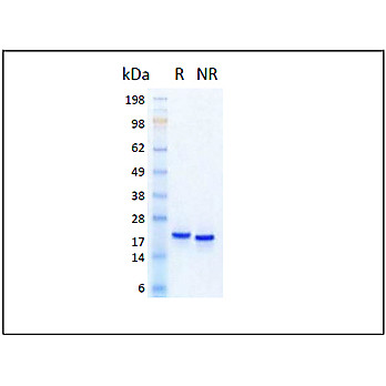 Humankine™ Recombinant Human Pleiotrophin-PTN