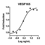 Humankine™ Recombinant Human VEGF165