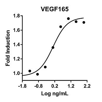 Humankine™ Recombinant Human VEGF165