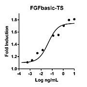 Humankine™ Recombinant Human FGFBasic-TS™