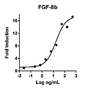 Humankine™ Recombinant Human FGF-8b