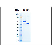 Humankine™ Recombinant Human HSA