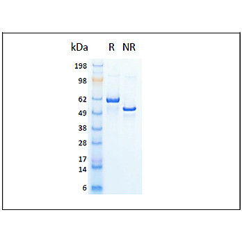 Humankine™ Recombinant Human HSA