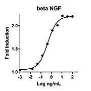 Humankine™ Recombinant Human beta NGF