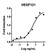 Humankine™ Recombinant Human VEGF121