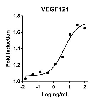 Humankine™ Recombinant Human VEGF121
