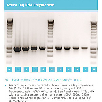 Azura™ Taq DNA Polymerase