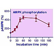 EnzyFluo™ AMPK Phosphorylation Assay Kit