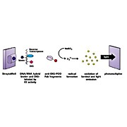 ROCHE Reverse Transcriptase Assay, colorimetric