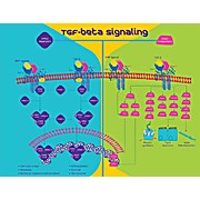 ROCHE Transforming Growth Factor-B1, human (hTGF-B1), recombinant (CHO cells)