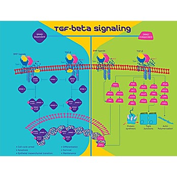 ROCHE Transforming Growth Factor-B1, human (hTGF-B1), recombinant (CHO cells)