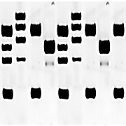 Mouse Multiple Tissue Blot; Liver, Brain, Lung, Kidney, Spleen, Testis, Ovary, Heart, Pancreas