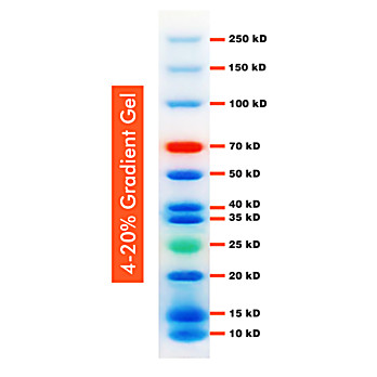 10-250kDa Wide Range Prestained Protein Ladders 