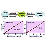 SuperLight™ Dual Luciferase Reporter Gene Assay Kit