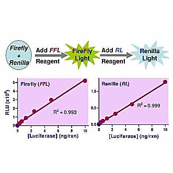 SuperLight™ Dual Luciferase Reporter Gene Assay Kit