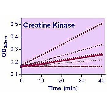 EnzyChrom™ Creatine Kinase Assay Kit