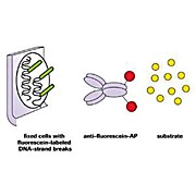 ROCHE In Situ Cell Death Detection Kit, AP